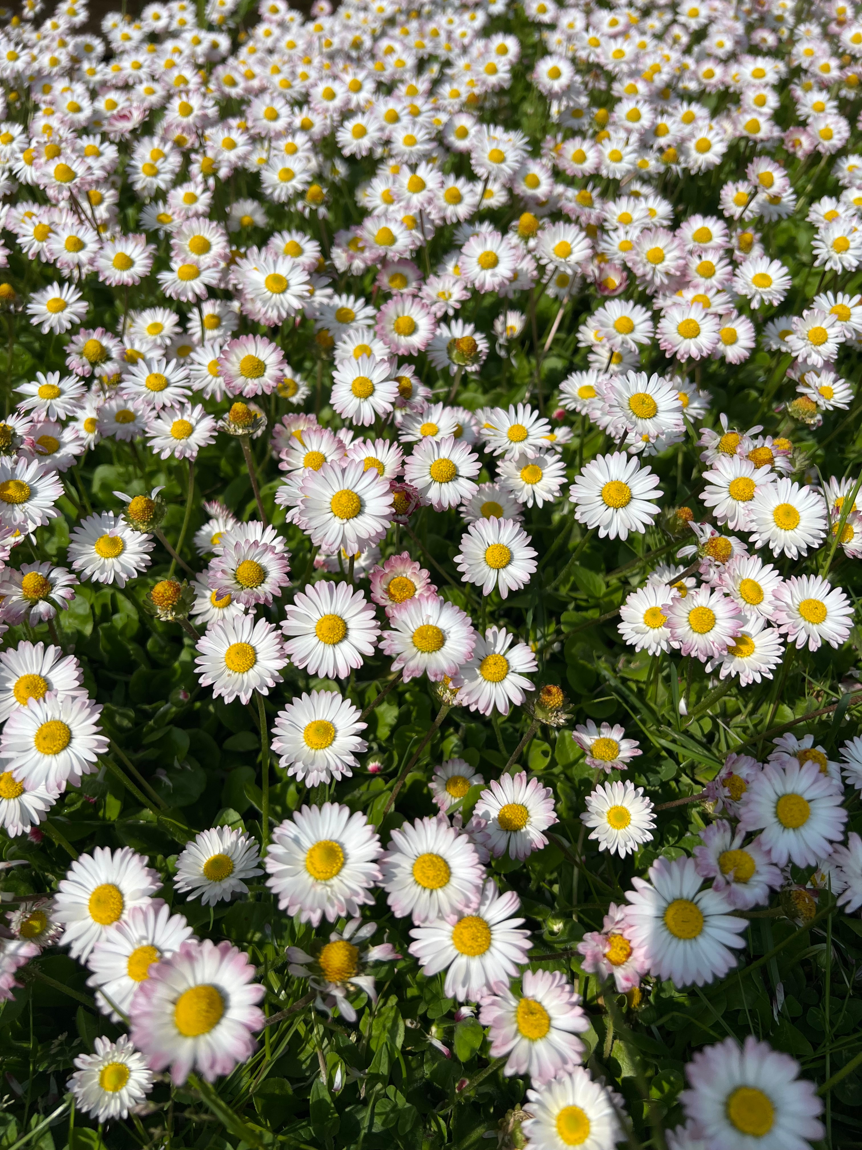 Sommerhilsen fra Sylling IF